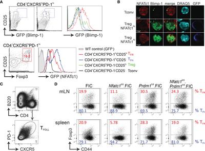 NFATc1/αA and Blimp-1 Support the Follicular and Effector Phenotype of Tregs